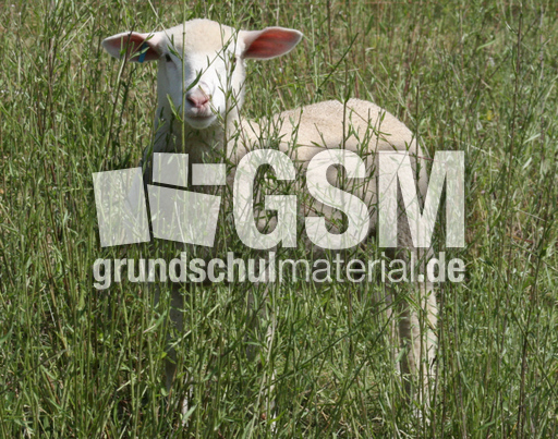 Kleines-Schaf-2.jpg